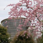 La Primavera ha llegado a Japon